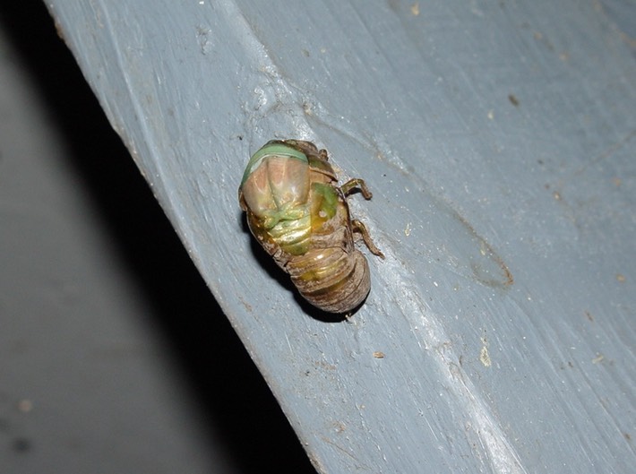 1st Cicada (1)