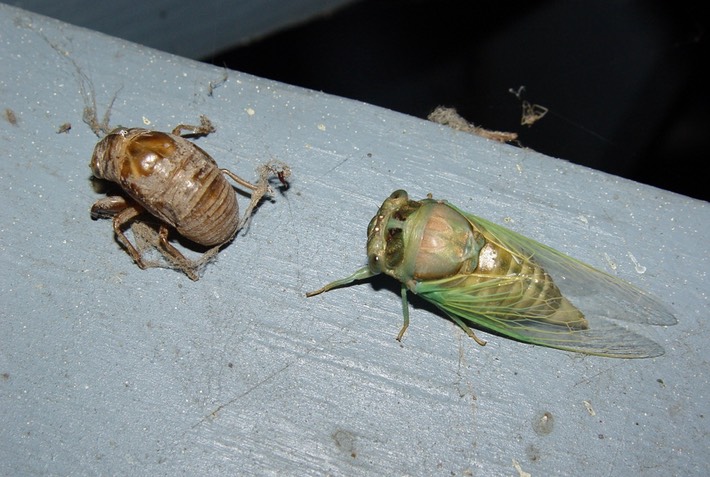 1st Cicada (81)