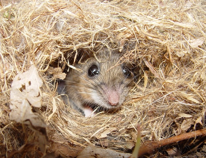 Artillery Monument (2)