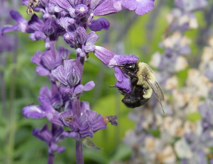 bee 1st ave Nashville