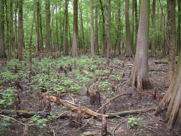 Big Oak Tree State Park - 006