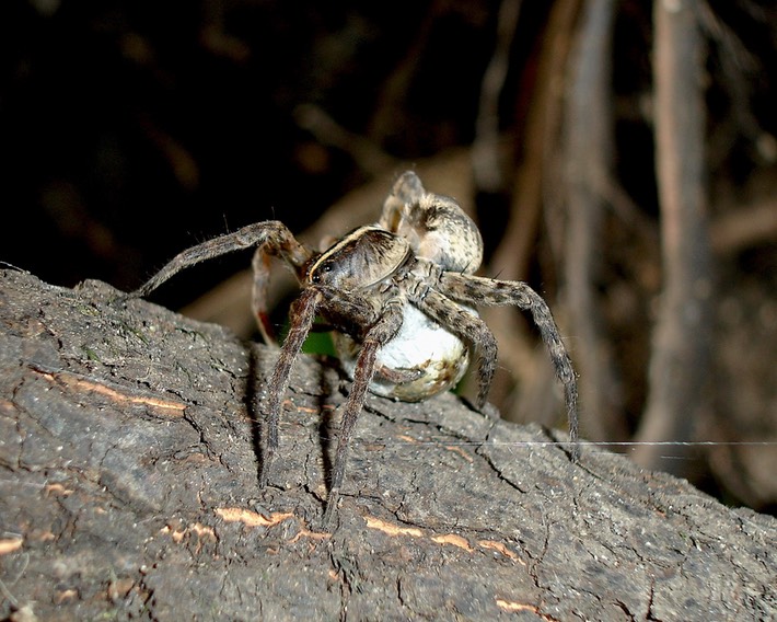 Big Oak Tree State Park - 059