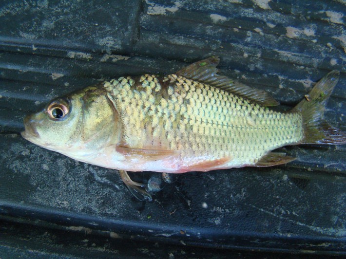 Big Oak Tree State Park 056