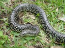 Black Kingsnake St. Bernard Parish.jpg