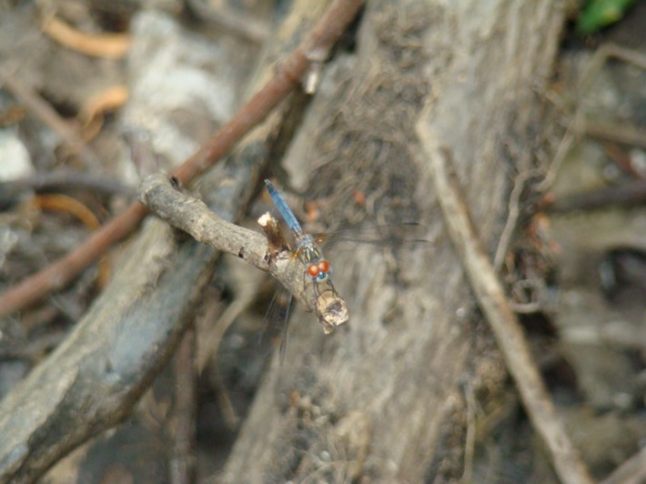 Blue Dasher - Pachydiplax longipennis (1)