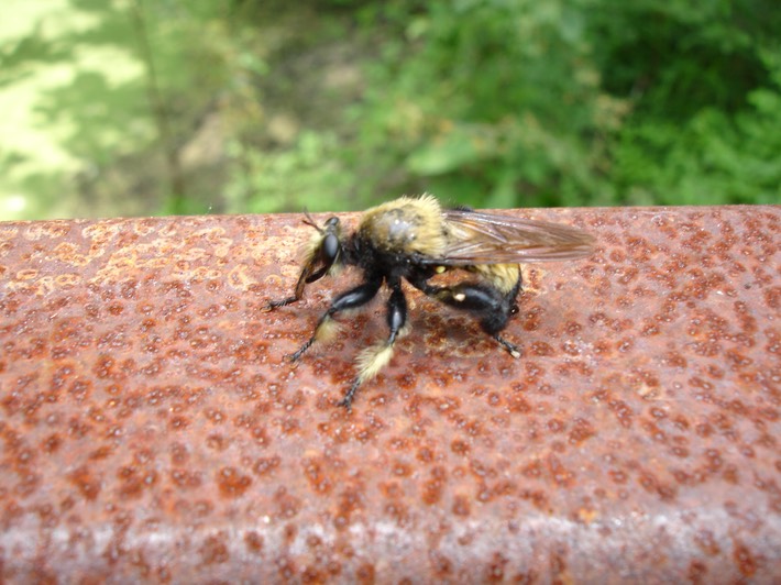 Bumble Bee