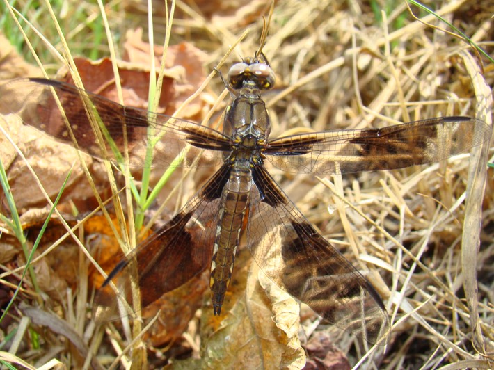 Common Whitetail Female - Plathemis lydia (3)