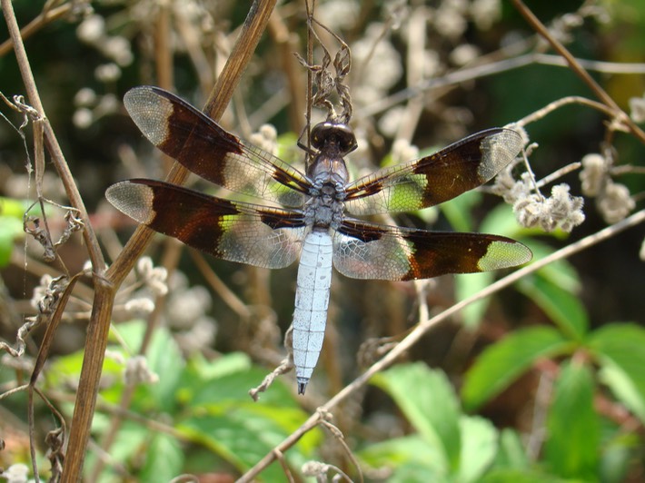 Common Whitetail Male - Plathemis lydia (3)