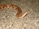 Copperhead 2.jpg
