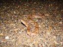 Copperhead 3.JPG