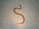 Copperhead 4.JPG