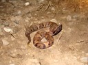 Cottonmouth 2.JPG