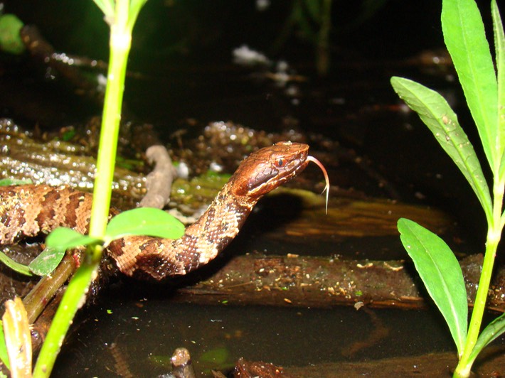 Cottonmouth 6.JPG