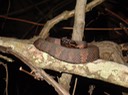 Cottonmouth 7.JPG