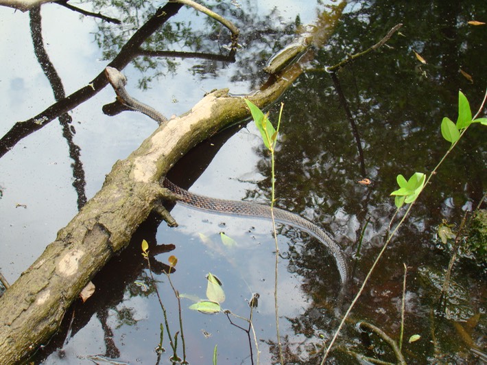 Cottonmouth Abita Creek Flatwoods.JPG