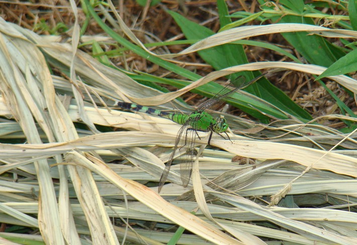 Dahomey NWR Bolivar Co., MS 1