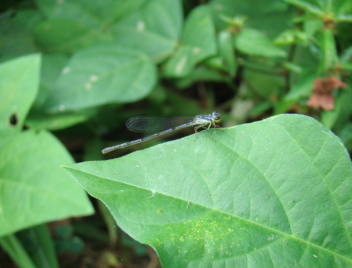 Damselfly (1)