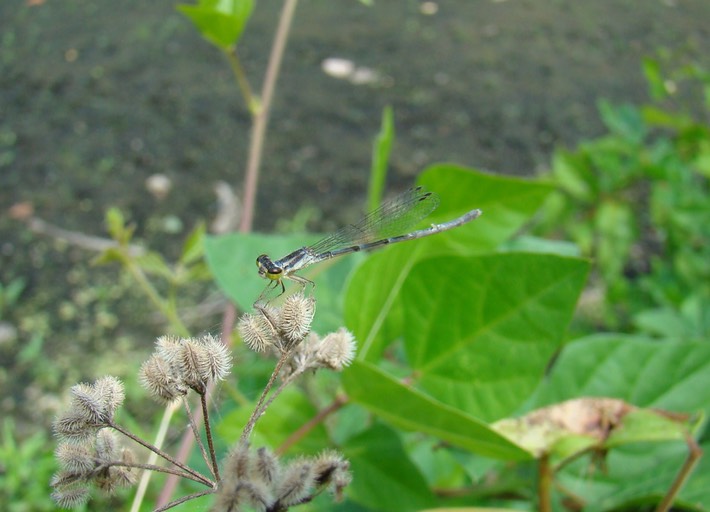 Damselfly