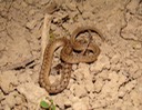 Dekay's Brownsnake 1.jpg