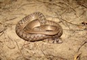 Dekay's Brownsnake 2.jpg