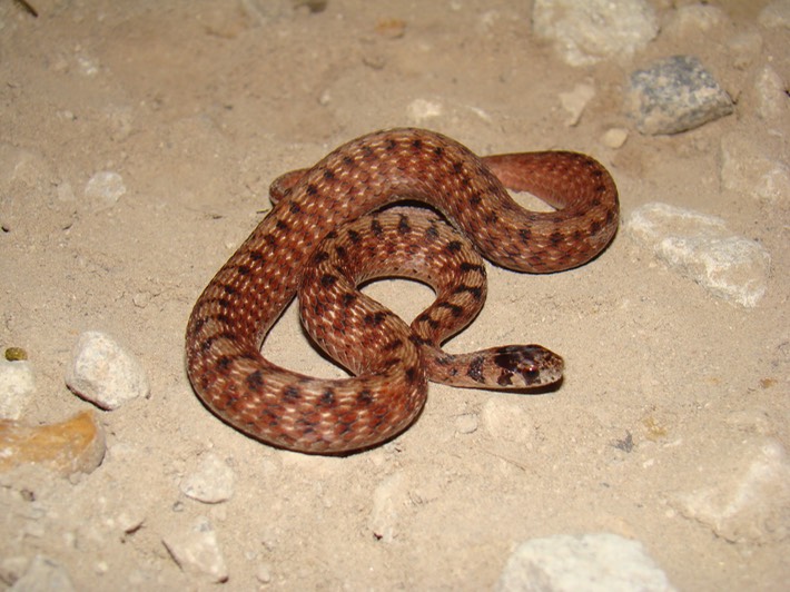 Dekay's Brownsnake 3.jpg