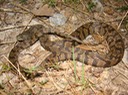 Diamond-backed Watersnake 1.jpg