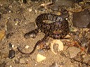 Diamond-backed Watersnake 2.jpg