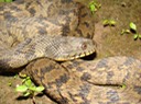 Diamond-backed Watersnake 4.jpg
