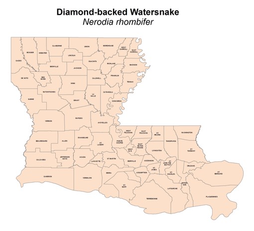 Diamond-backed_Watersnake