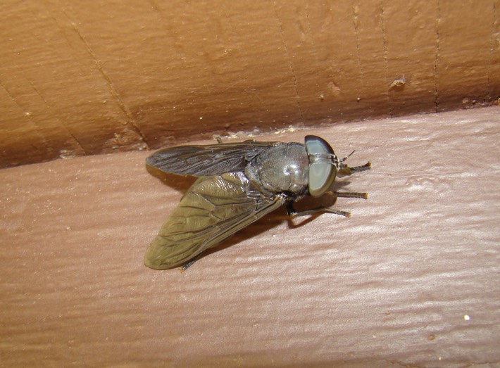 Dipteran 1 (1)