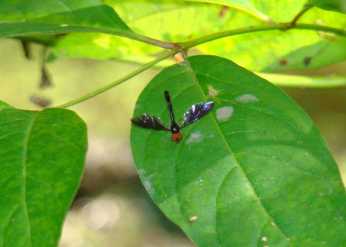 Dipteran