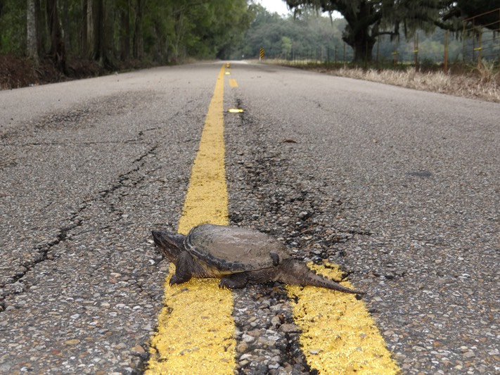 DSC00008 On road near PISP