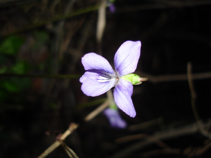 DSC00021 BITH