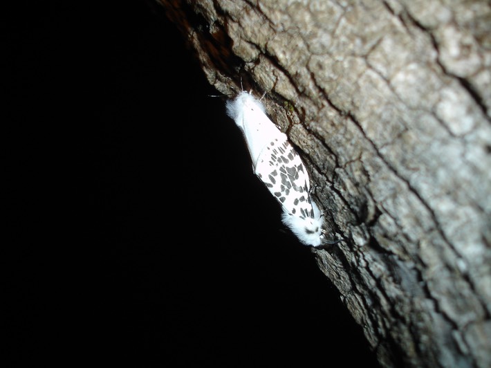 DSC00789 BITH