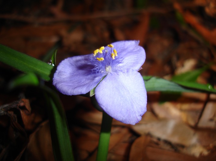DSC00838 BITH