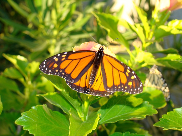 DSC00860 Gulf Shores