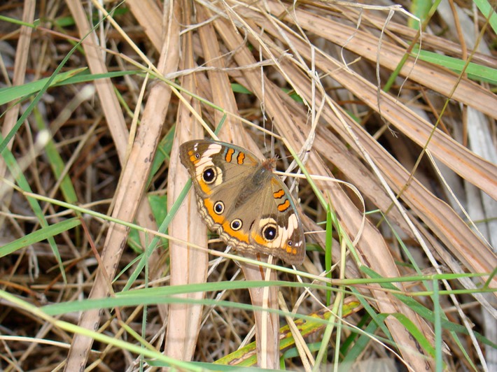 DSC01039 Gulf Shores