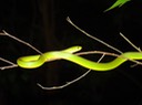 Rough Greensnake 1.JPG
