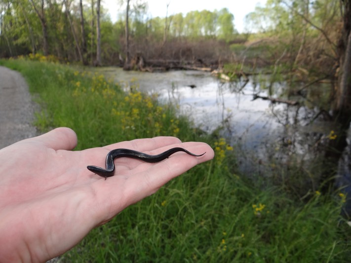 Threetoed Amphiuma, Pomme de Terre WMA, Avoyelles Parish Brad
