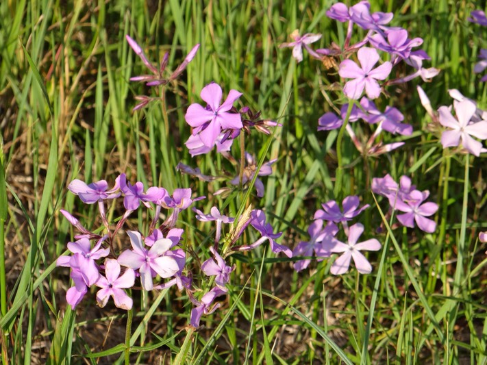 DSC01600