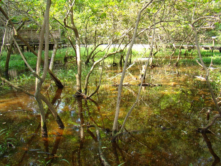 DSC02551 Chicot Arboretum