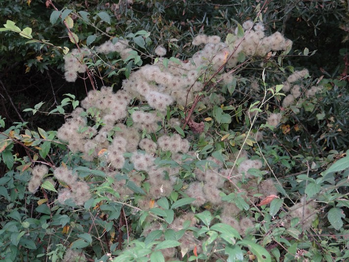 DSC03219