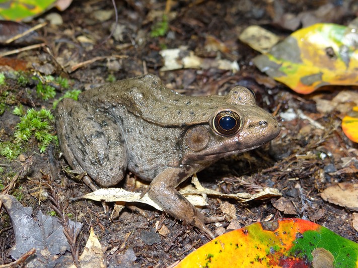 Green Frog, Caddo Parish Amphibians and Reptiles of Louisiana