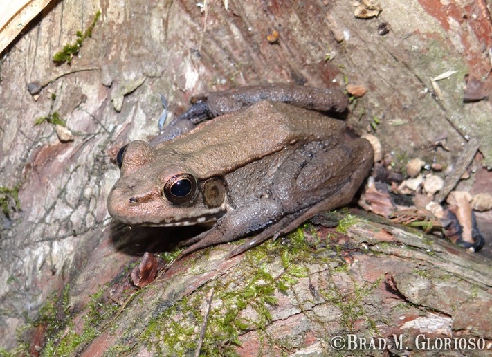 Green Frog Brad Glorioso’s Personal site Amphibians and Reptiles