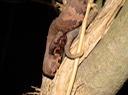 Cottonmouth 4.JPG