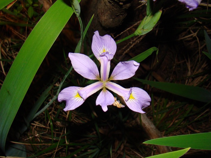 DSC07828 BITH