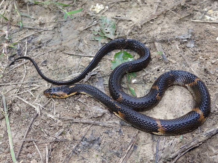 Southern Watersnake, Pomme de Terre WMA Brad Glorioso’s Personal