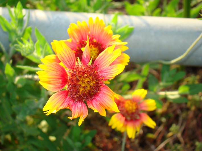 DSC08510_Indian Blanket Rockefeller