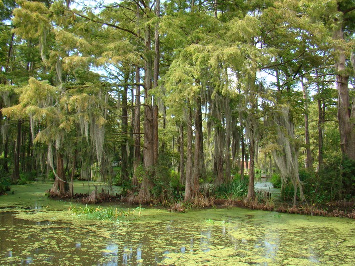 DSC09023 Univ of LA Lafayette