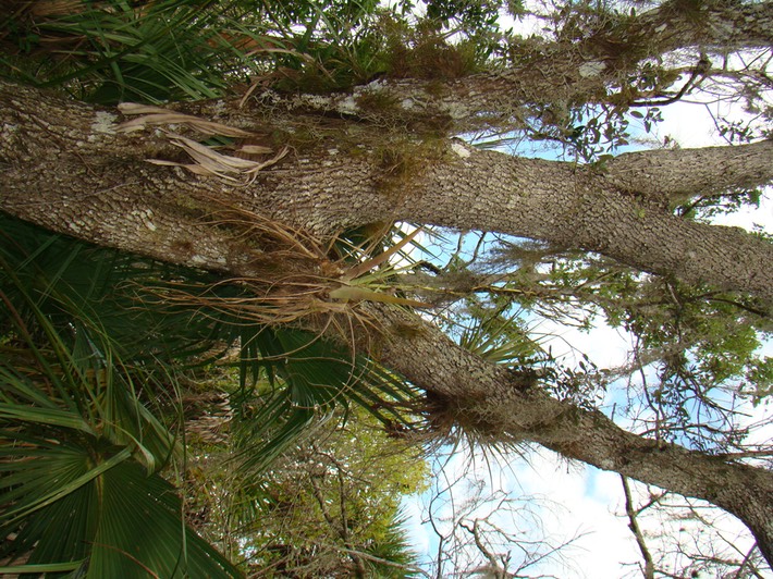 DSC09430 South Florida